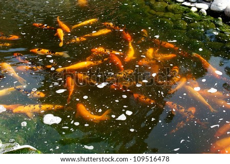 An artificial pond with fish. Cultivation of exotic fishes in the Altai.