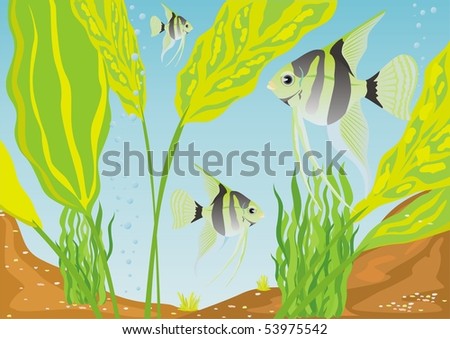 Aquarium fishes in their