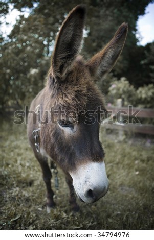 Donkey looking sad with a chain around his neck