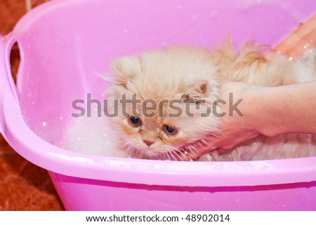 Giving cute kitten a bath in water