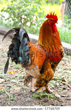 stock photo Cock close up on the farm green grass background