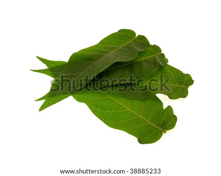 green long leaves