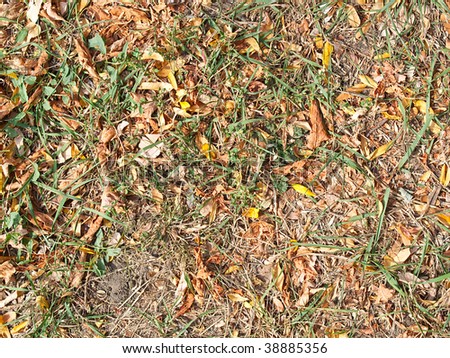 Background from yellow and green autumns of a grass and dry yellow leaves
