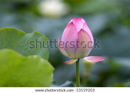 a red lotus flower bud in