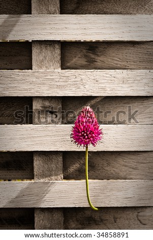 Wooden fence with a lone flower taken in the Future Garden exhibition in St Albans, Hertfordshire
