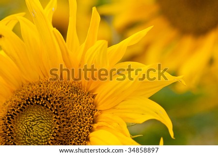 Sunflower taken in the Future Garden exhibition in St Albans, Hertfordshire