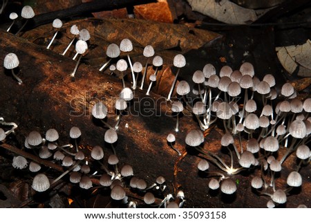 wood rotting mushrooms