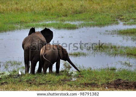 Africa, Tanzania, Elephants, mother and child, drinking water