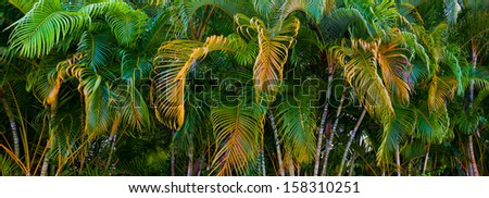 Panorama of colorful palm tree leaves