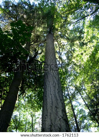 Tall Douglas fir tree
