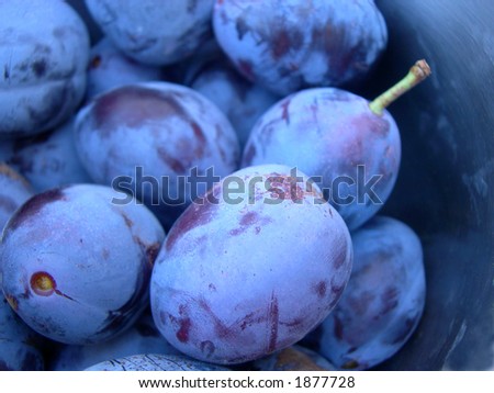 Damson Plum