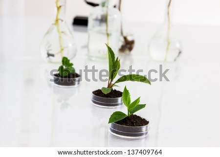 Experimenting with flora in laboratory.Seedlings in  laboratory.