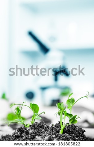 Genetically modified plant tested in petri dish .Ecology laboratory.
