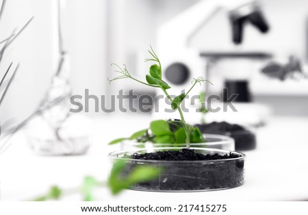 Genetically modified plant tested in petri dish Ecology laboratory.