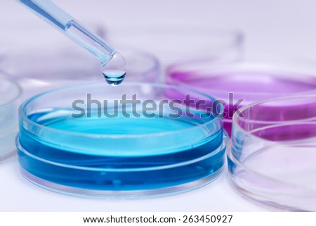Pipette with drop of color liquid and petri dishes Pipette with drop of color liquid and petri dishes