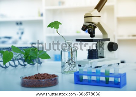 Genetically modified plant tested in petri dish .Ecology laboratory