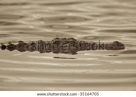 Today's Lurking Croc Stock-photo-nile-crocodile-lurking-in-a-watering-hole-35164705