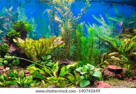 Interior aquarium. A green plant tropical freshwater aquarium