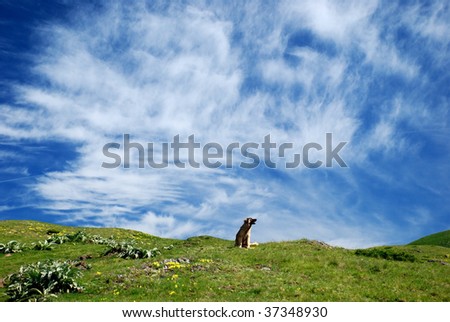 nature background with lonely dog