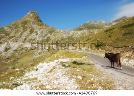 cow on mountain road