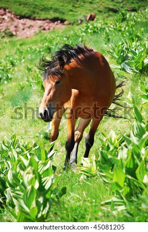 wild horses free in nature