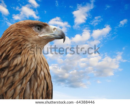 Hawk eagle watching sky