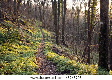 Forest path going deep in forest.