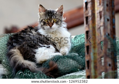 Cat on the Net
