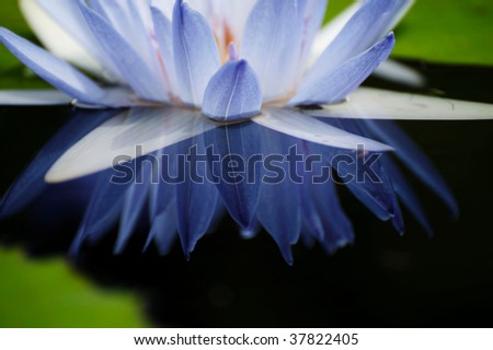 blue water lily with reflection