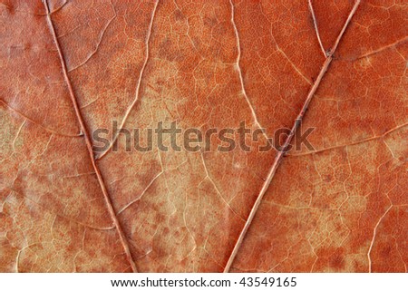 leaf vein closeup