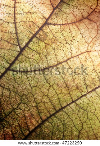 leaf skeleton as background