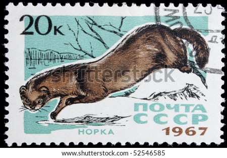 USSR - CIRCA 1967: A post stamp printed in USSR and shows russian mink,series. Circa 1967.