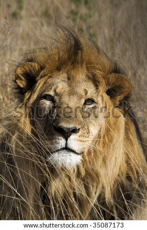 Male Lion Portrait