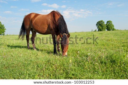 horse and field close up
