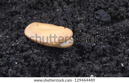 germinating bob seed close up