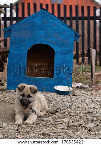 funny dog in the dog house