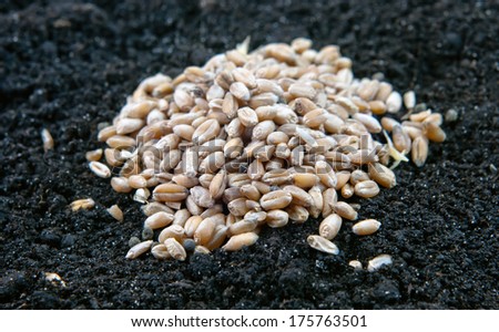 heap grain on the soil close up