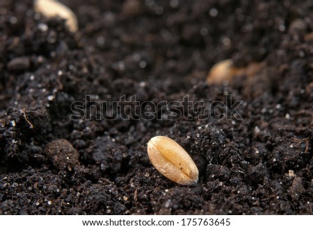 grain of wheat on the soil