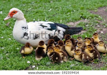 big Muscovy duck with chickens