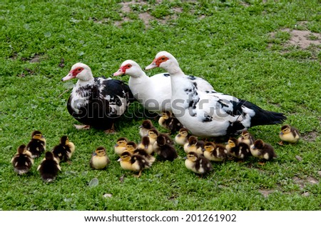 three big muscovy duck with chickens