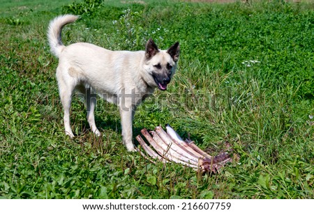 dog eat a raw bone and look to the viewer