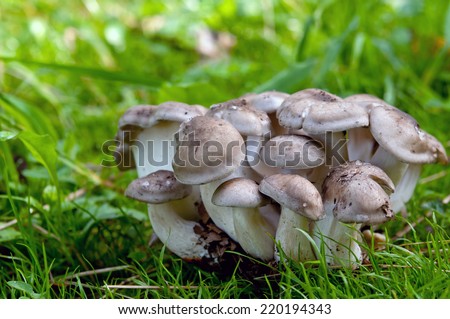 autumn mushrooms in forest close up