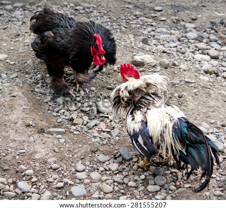 fight of cocks to farm