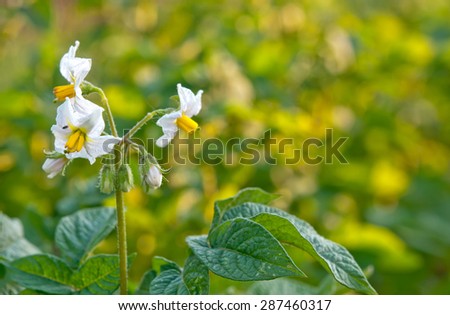 potato bush blooming with white flowers