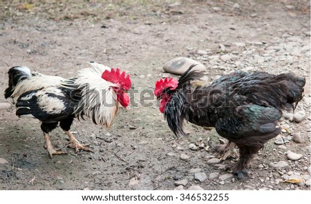 fight of cocks to farm