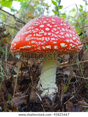 Mushroom a fly-agaric growing to the forest