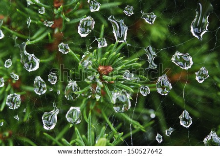 morning rain drops caught in spider web on evergreen