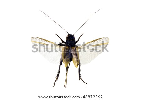 cricket insect clipart. Cricket+insect+pics