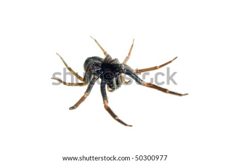 house spider bites pictures. stock photo : Spider - Small