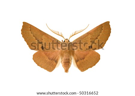Moth - Australian Geometrid, Large Chestnut Brown Moth 